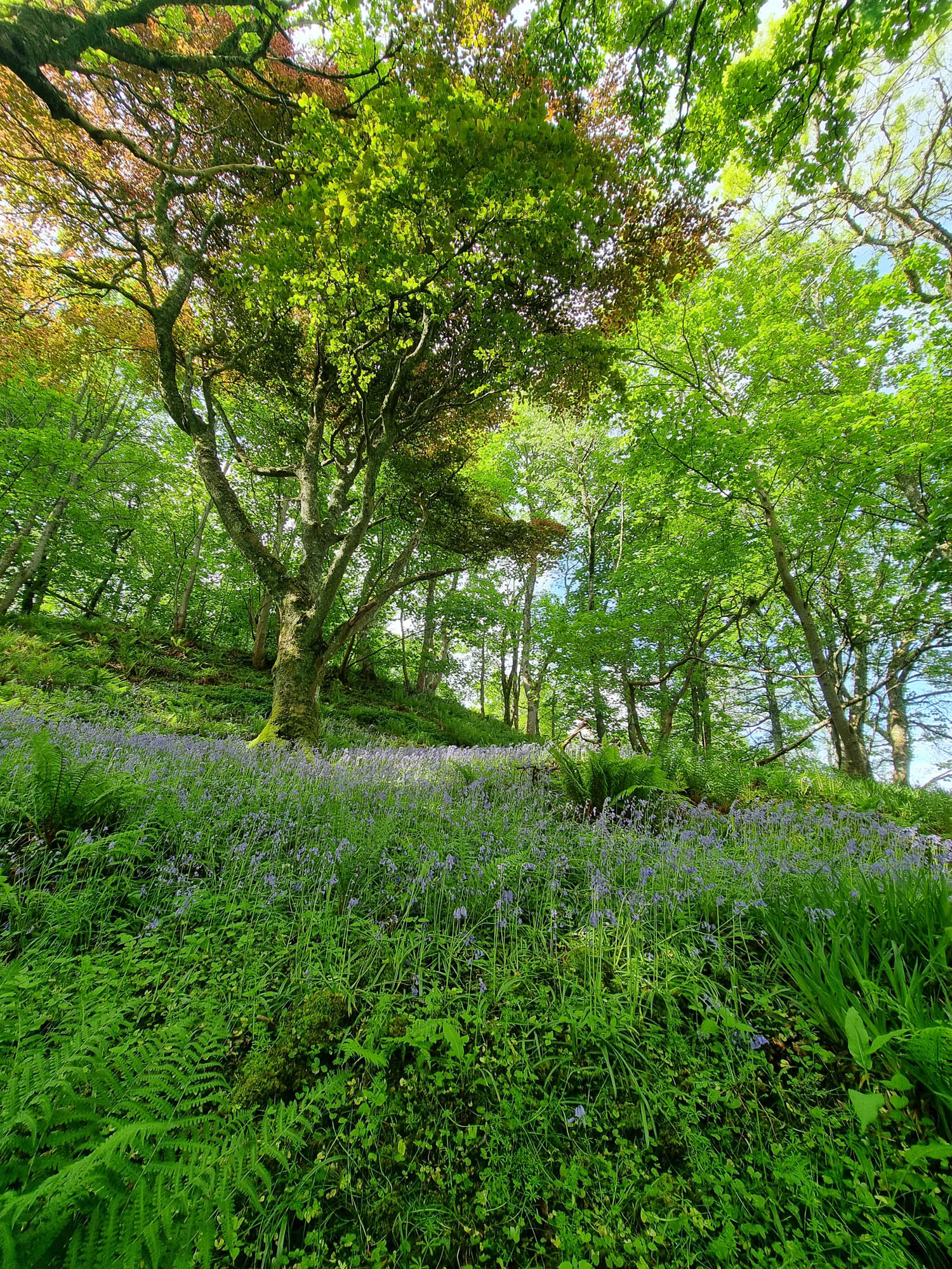 Garden Tours: starting June 28th